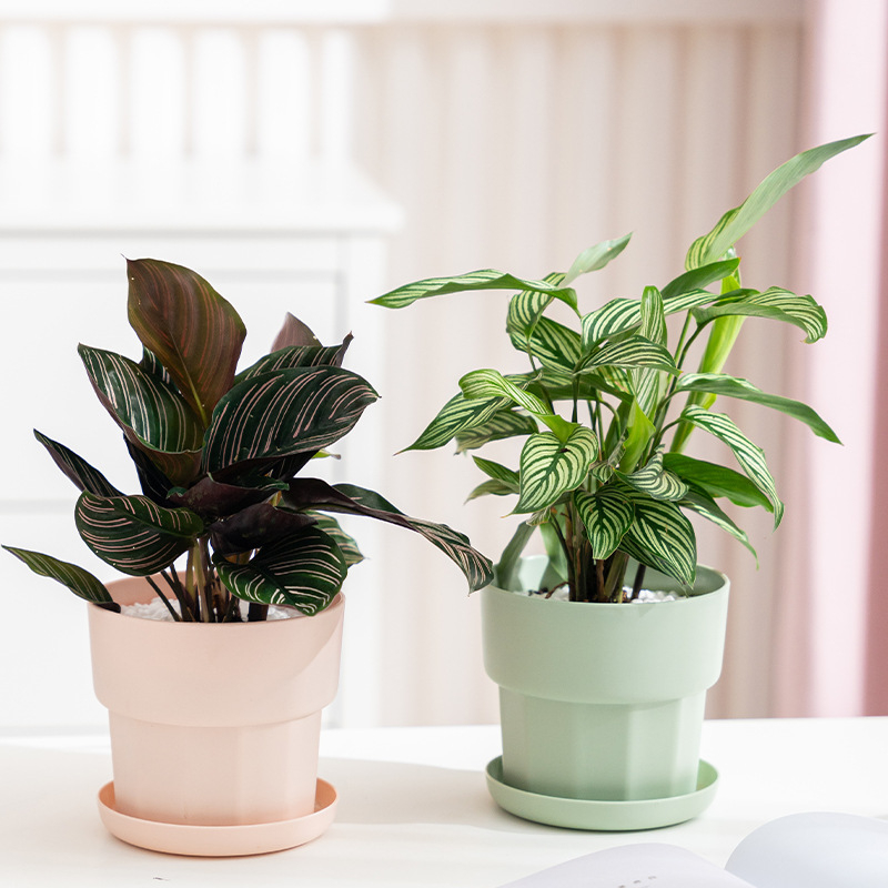 Aloe Vera Pot - Grüner Rettich-Sukkulenten-Übertopf im nordischen minimalistischen Stil,