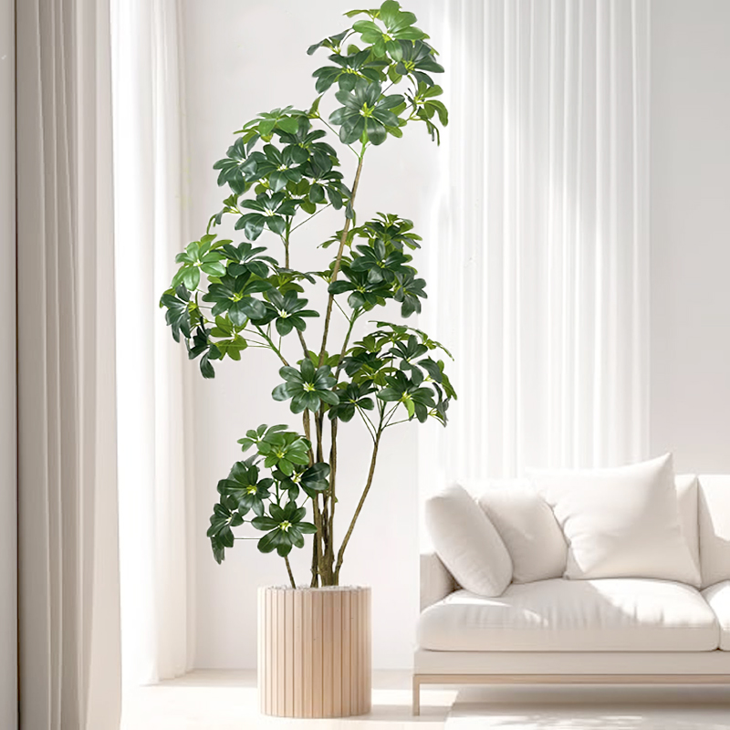 74in tropischen Baum große kün – Dracaena Marginata Bewertung und Preis