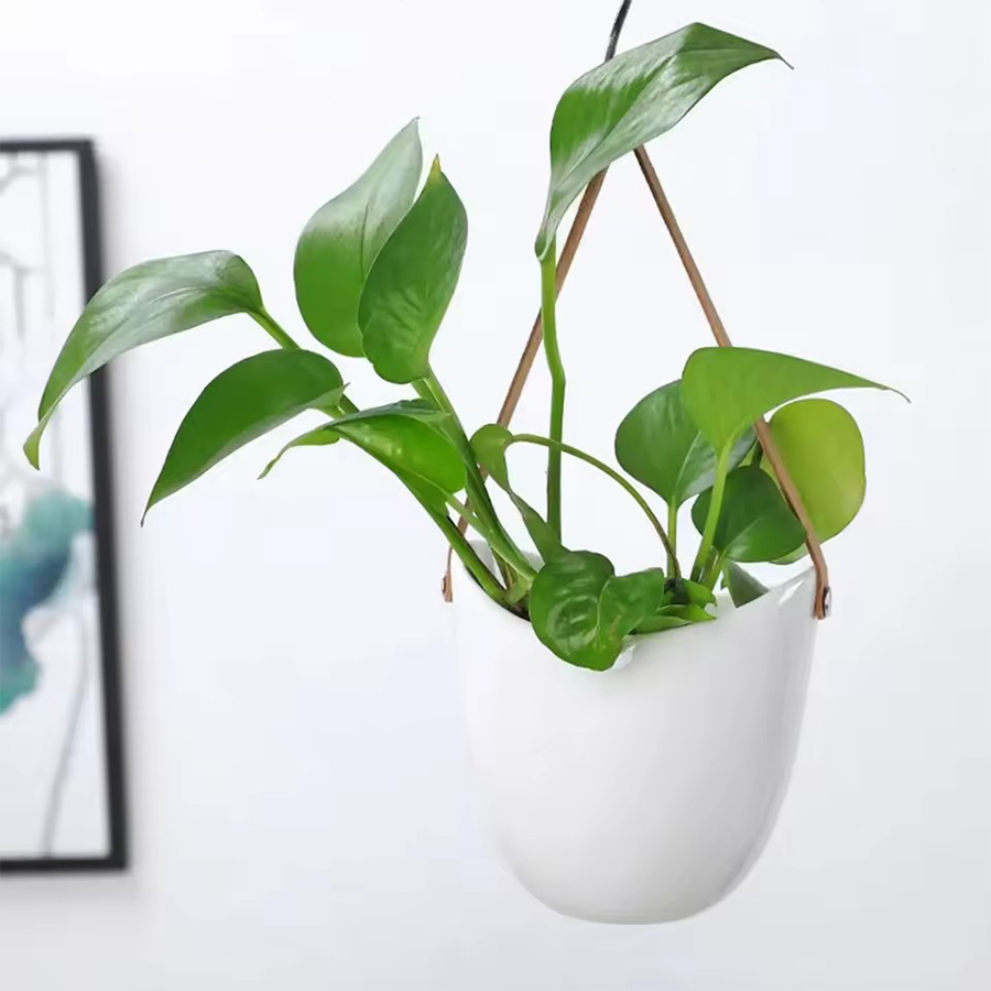 Weißer Hängender Blumentopf mi – Aloe Vera Pot Bewertung und Preis