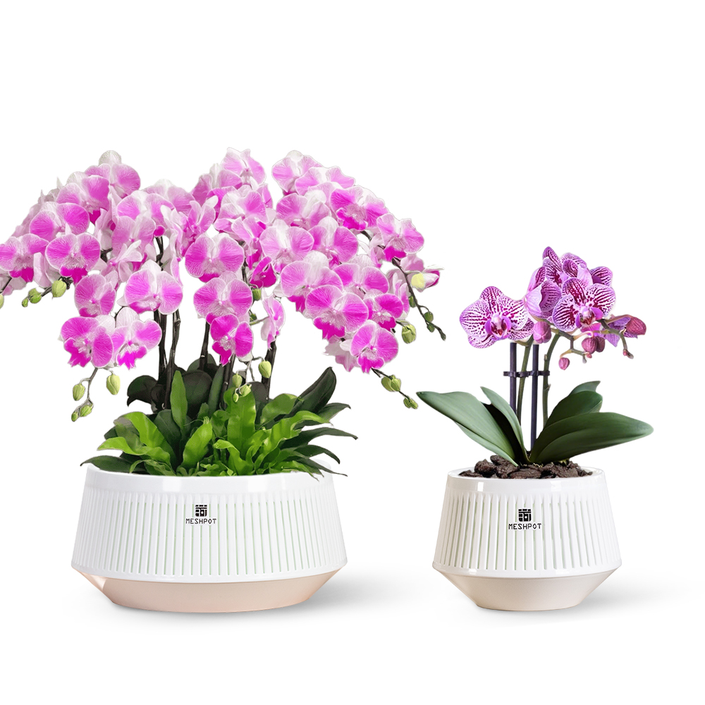 Meshpot Orchideentopf mit Löch – Aloe Vera Pot Bewertung und Preis