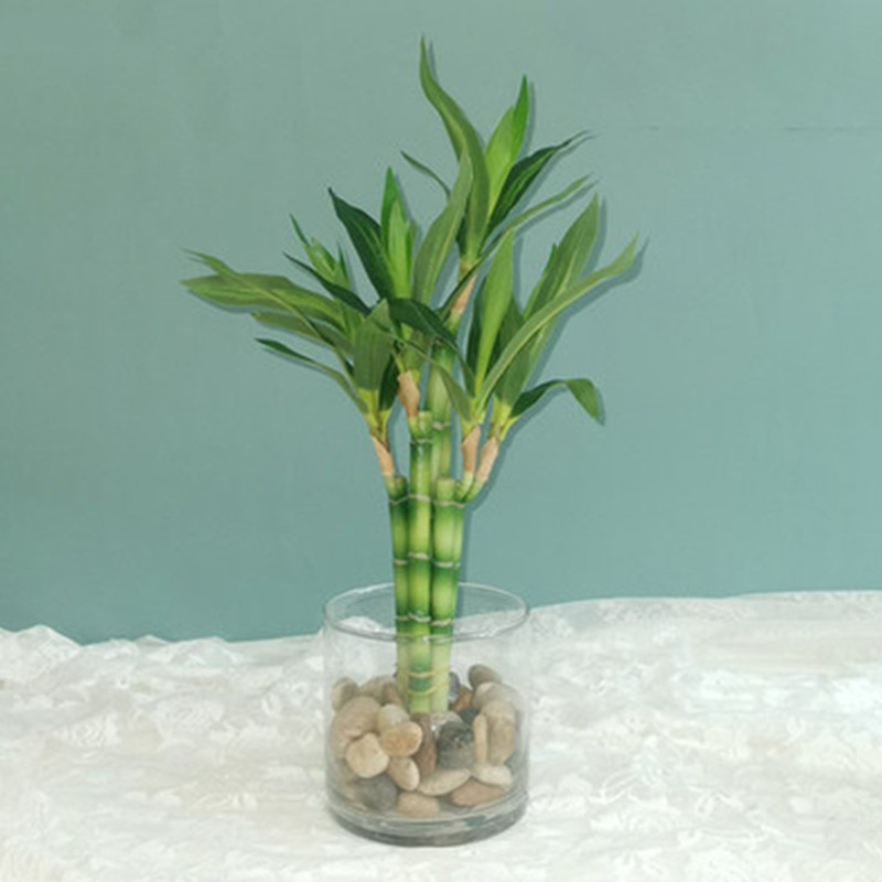 Neue 40cm Künstliche Glücksbam – Echeveria Succulent Bewertung und Preis