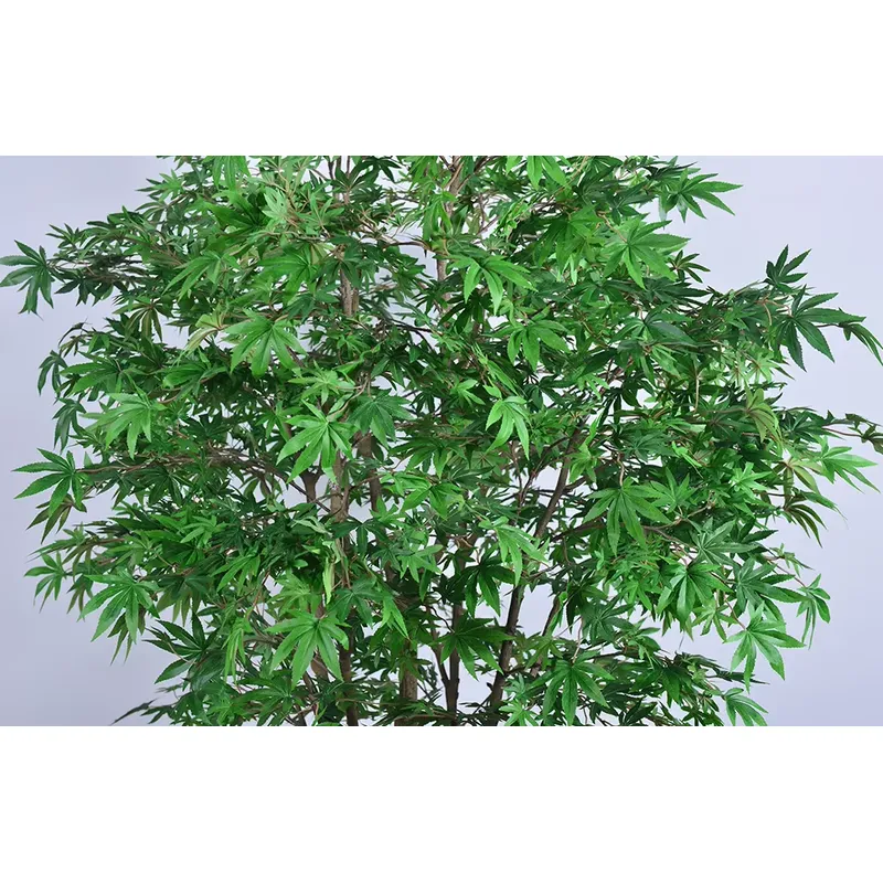 Trendiger Großhandel Grüner Ah – Dracaena Marginata Bewertung und Preis