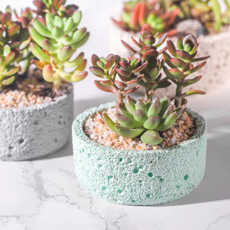 Nordischer Zement Blumentopf e – Echeveria Succulent Bewertung und Preis