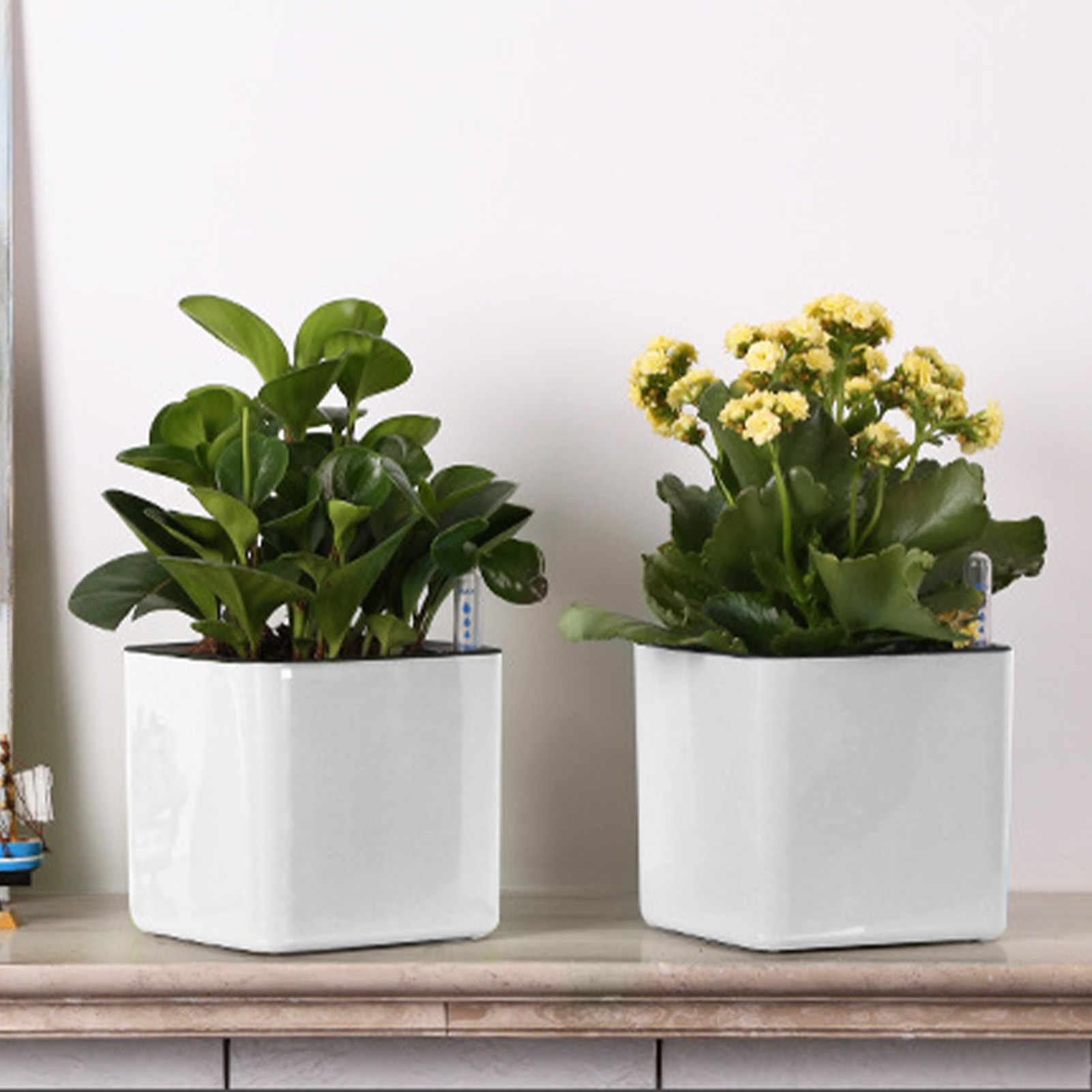 Selbstbewässernder Blumentopf  – Aloe Vera Pot Bewertung und Preis