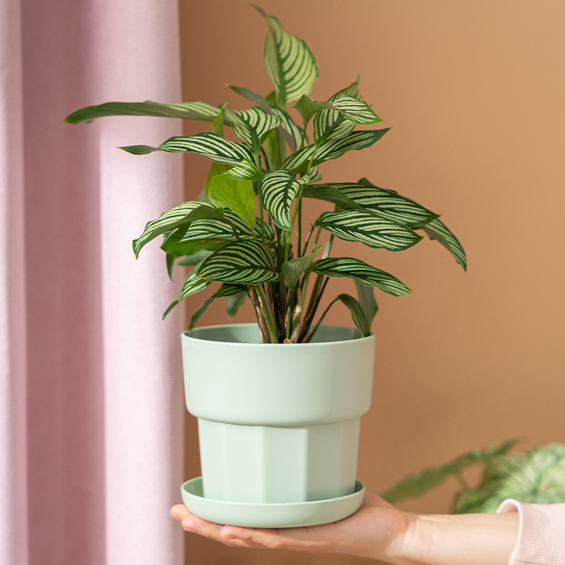 Grüner Rettich-Sukkulenten-Übe – Aloe Vera Pot Bewertung und Preis