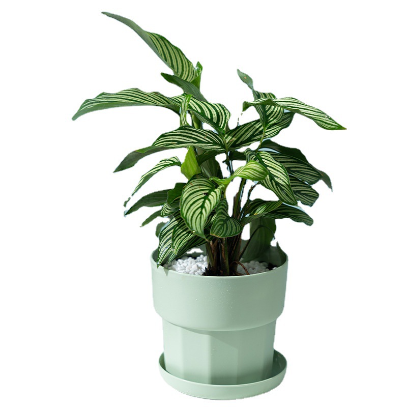 Grüner Rettich-Sukkulenten-Übe – Aloe Vera Pot Bewertung und Preis
